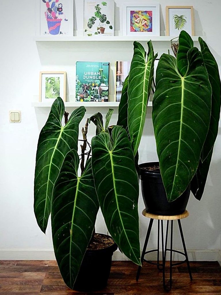 invest in rare houseplants decor